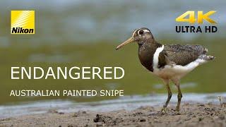 Australian Painted Snipe. Endangered species. 4K. #Nikon Z9 #paintedsnipe