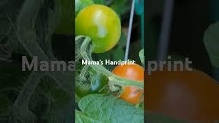 Organic Tomatoes Small and Large Ones #Mama's Handprint Lovely tomatoes #Backyard Garden #Shorts