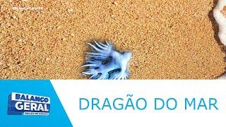 Dragão do mar surge em praias de Aracaju podendo causar problemas para banhistas - BGS