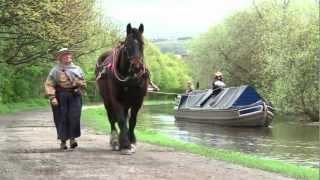 Canal boat horses - Bingley Five Rise