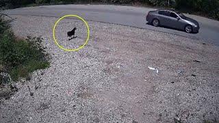 Dog Ran Out To The Roadside Waiting For Owner, She Had No Idea She Was Just Thrown Away Like Trash