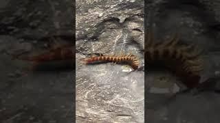 Giant centipede in Aruba