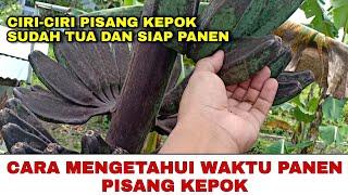 Cara Mengetahui Waktu Yang Tepat Untuk Panen Pisang Kepok