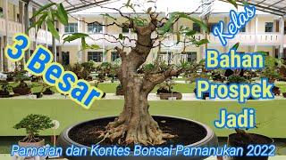 Bonsai Juara 1 2 3 Kelas Bahan Prospek Pratama di Pameran Lokal Terbuka Pamanukan Subang 2022