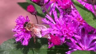 Beautiful Bees by Susan Perz