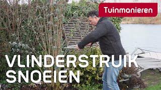 Vlinderstruik Buddleja snoeien: hoe doe je dat? | Tuinmanieren