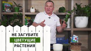 НЕ ЗАГУБИТЕ цветущие растения после покупки. Правильная перевалка.