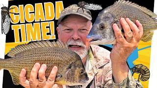 EXPLOSIVE Surface Fishing For BIG Bream In Cicada Season!