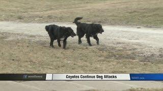 Coyotes Continue Dog Attacks