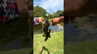 No record on day 20. Day 21 up next! #urbanfloridafishing #snakeheadfishing #fishing