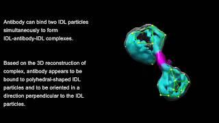 Non-averaged single-molecule 3D structure of human plasma IDL by IPET and cryo-ET