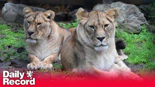 Lionesses arrive at Scottish zoo from Ukraine conflict zone