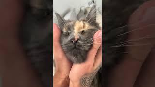 Maine Coon | A Mendy piace qualsiasi tipo di coccole ‍⬛ |#mainecoon