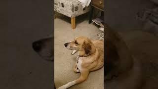 I told my dog no and she did this...