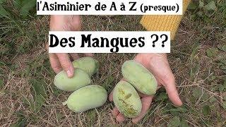 l'Asiminier de A à Z (presque)