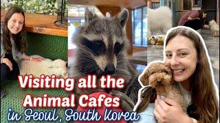 Come Animal Cafe Hopping with me in SEOUL, SOUTH KOREA 