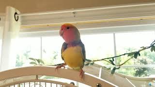 Sunshine the lovebird talking :)