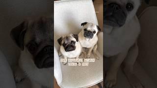 Two pugs with very different but pugfect personalities  #pug #dog #shorts