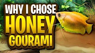 8 Reasons I Chose Honey Gourami For My Fish Room! - One Of The Best Beginner Fish For Your Aquarium!