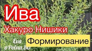 ИВА ХАКУРО НИШИКИ - формирование летом