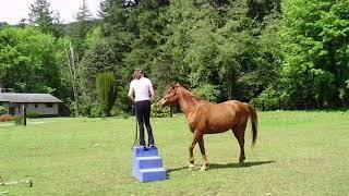 Coherence Horsemanship Institute Presents: Cedar, Case Study Mounting Block First Time