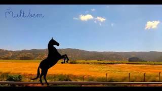 At Şarkısı -  Dıgıdık Dıgıdık Koşarım - En Güzel Çocuk Şarkıları - Multibem #çocuk #şarkı #müzik
