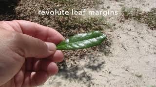 Quercus geminata