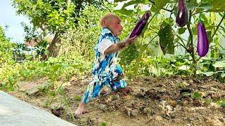 Bibi harvests eggplants and asks Dad to cook!
