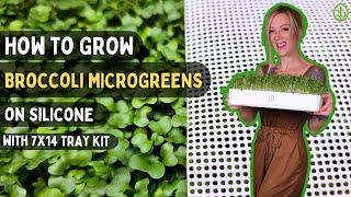 Easy Soilless Broccoli Microgreens: Grow at Home with Reusable Silicone Medium & 7x14 Tray Kit