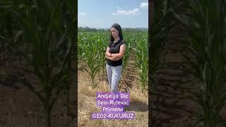 GEO2-KUKURUZ 3.godine za redom #olmix #geo2 #djubrivo #agriculture