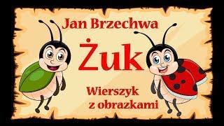 Żuk - Jan Brzechwa - wierszyk, bajka animacja dla dzieci
