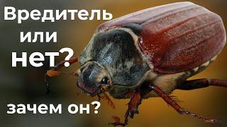 Майский жук - друг или враг садовода?