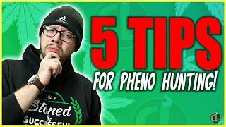 5 Tips For Pheno Hunting FOR NEW & EXPERIENCED GROWERS!]