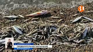Почему погибла рыба в Боровом, выяснили эксперты
