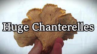 Foraging HUGE Chanterelle Mushrooms during a Rainstorm!