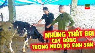 NHỮNG BÀI HỌC CAY ĐẮNG TRONG NUÔI BÒ SINH SẢN MÀ BÀ CON CẦN CHÚ Ý