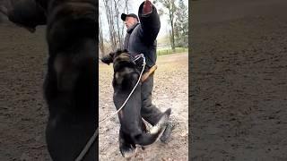 Super Dog Attacks‼️ #DOGTRAININGNG German Shepherd Training ARES Ukraine 2025