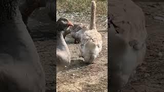 Oies de Toulouse à bavette