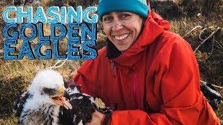 Scottish Golden Eagle Conservation Research - how to check an eagle's health