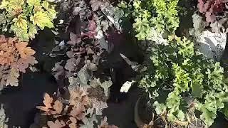 Видео обзор растений Садового Центра "Южная Столица"