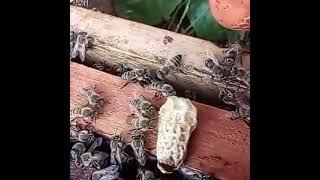 Новая матка пчел