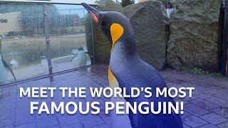 The World's Most Famous Penguin | Inside the Zoo | BBC Scotland