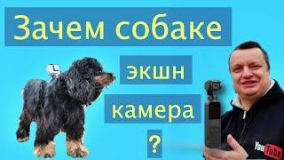 GoPro and Dog - WORLD EYES DOG. Set VIDEO CAMERA ON THE DOG.  DJI OSMO POCKET or GoPro.