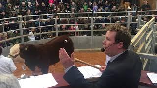 Grand & Junior Male Champion Solpoll 1 Pogba selling for 6,500gns