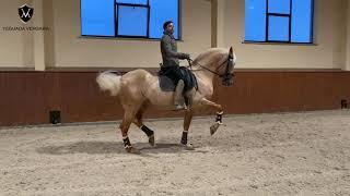 YACO BP - PRE HORSE - 5 YEAR'S OLD !! - PART 2 -