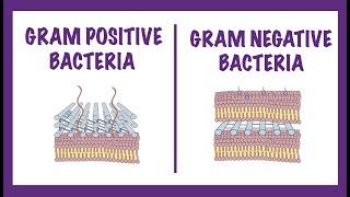 Gram Negative vs Gram Positive Bacteria - Gram Staining Mechanism