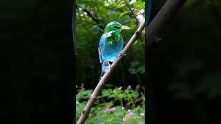 Beautiful bird , #beautiful #birds #bird #amazing @birdspark05