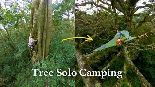 Solo climbing a giant strangler fig tree and camping in it overnight