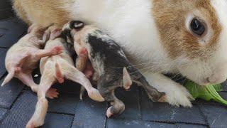 5 little baby rabbits nursing with her mother while eating leaves - cute bunnies 5 days old