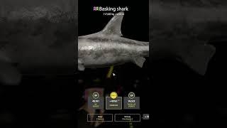 Basking shark  #fishing #rf4 #mjplay